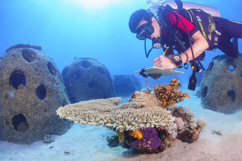 Restoring a Devastated Marine Ecosystem: The Success of B2Gold Masbate’s Artificial Coral Reef Project