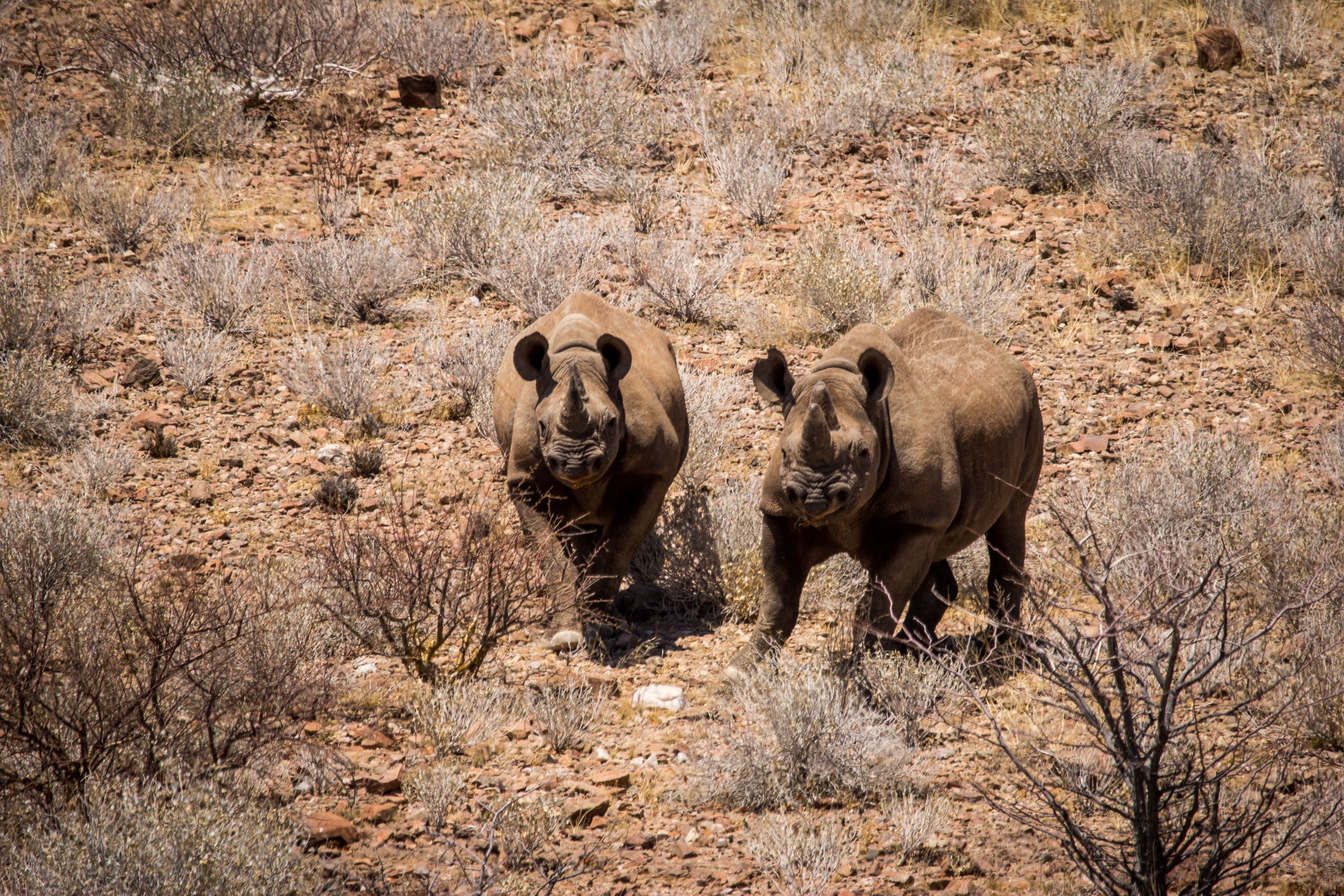 Gold Bars Fund Sustainable Conservation of Rhinos