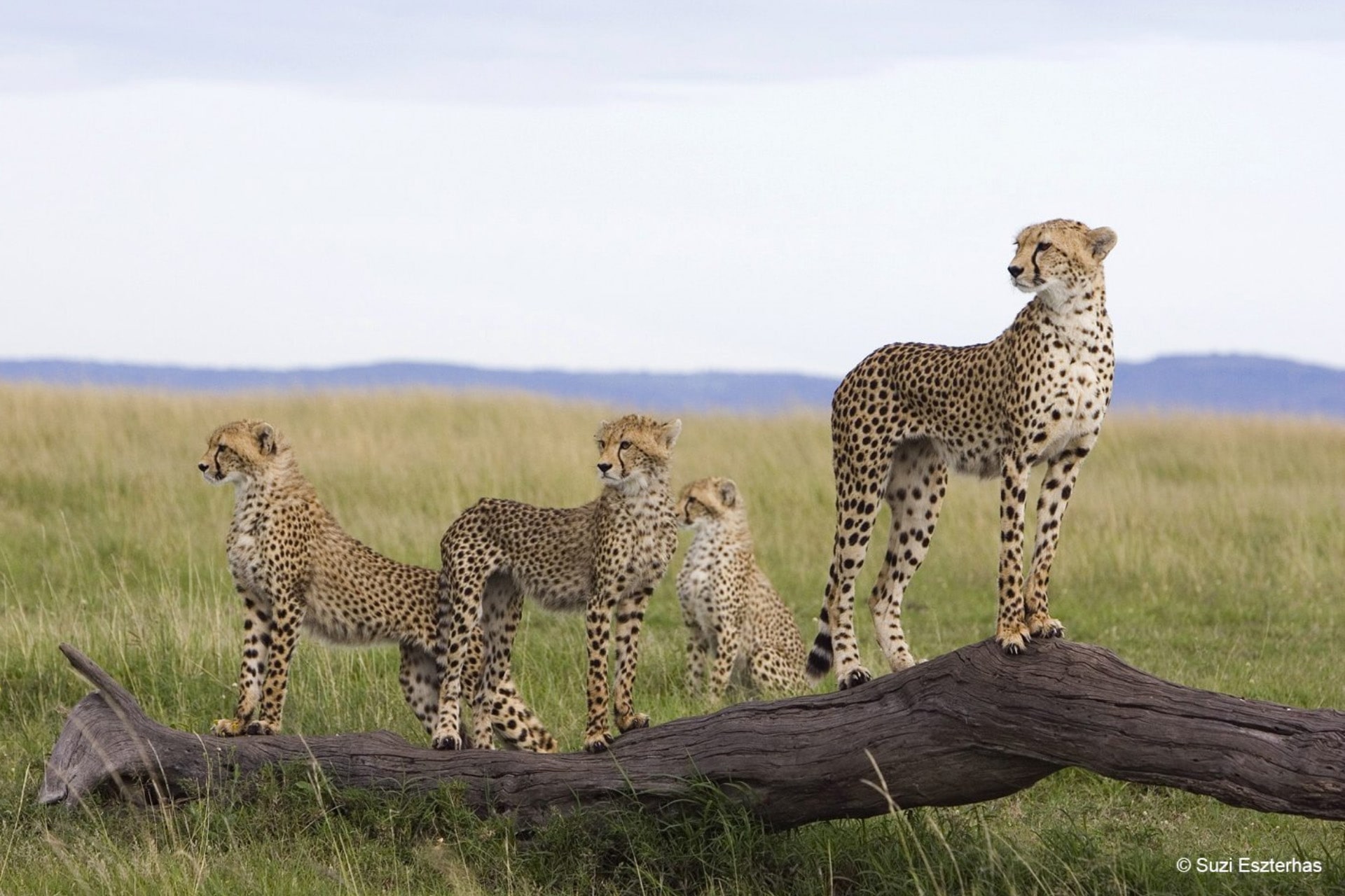 A Legacy for African Wildlife: B2Gold’s Commitment to Namibia’s Cheetah Conservation